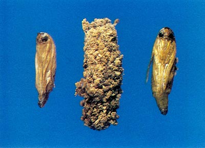 Fig. 2 Pupa with cutting ridge and pupa
case covered with larva excrement (frass).