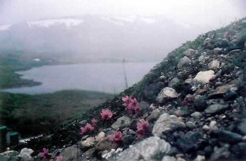 R. camtschaticum growing just below the snow line.