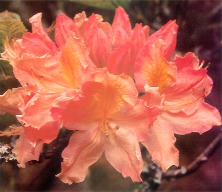 R. 'Kathleen'