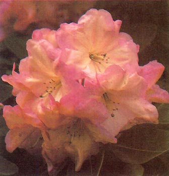 R. 'Exbury Naomi'