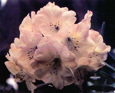 R. 'Zelia Plumcocq'