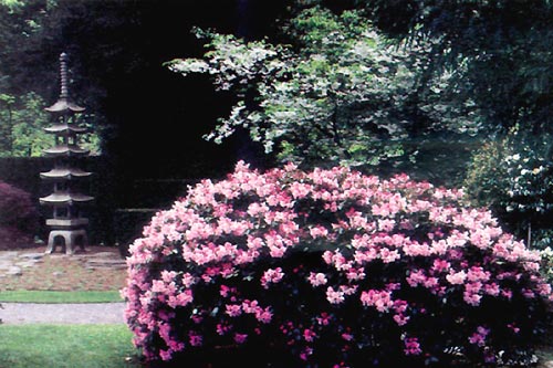 R. 'Bow Bells' in Japanese Garden, Portland, OR