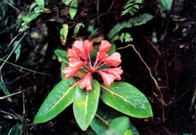 R. crassifolium