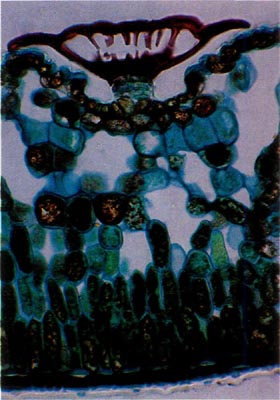 R. carolinianum scale cross-section