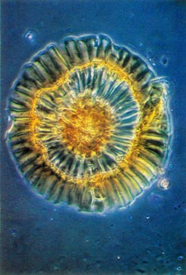 R. carolinianum scale