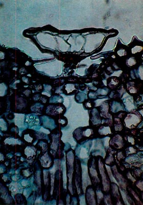 R. edgeworthii scale cross-section