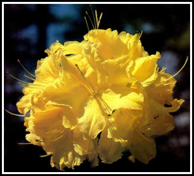 R.
'Yellow Cloud'