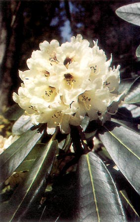 R. rex ssp. fictolacteum native to Yunnan and
Sichuan