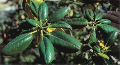 R. brachycarpum in the vicinity of Cape Erimo.