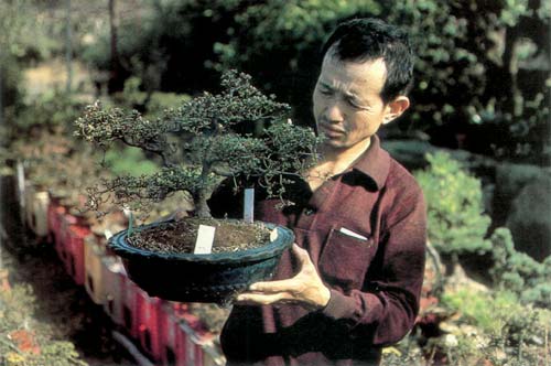 Mr. Kuratomi Jr. inspecting R. kiusianum trained as Bonsai.