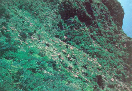 R. kiusianum in flower at Mt. Unzen in late May.