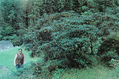 R. makinoi among the rice fields.