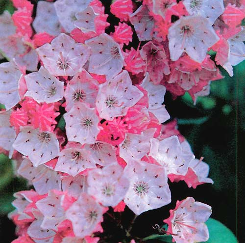 Mountain Laurel in Gene Cline Garden (Friday Tour)