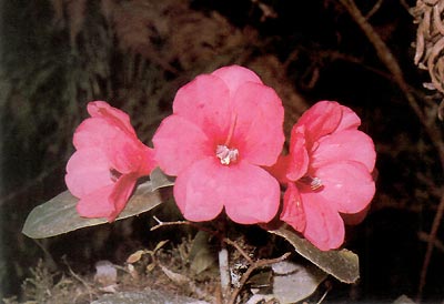 R. hellwigii Warburg, Mt. Bangeta, 300 m.