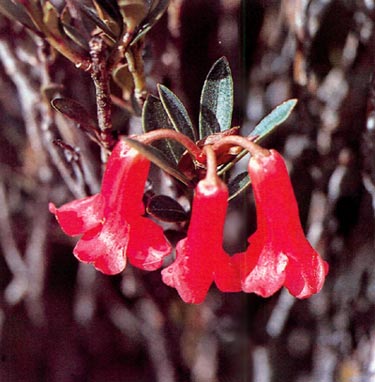 R. comptum var. trichodes, Mt. Albert Edward, 3800 m.