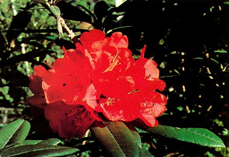 R. arboreum 'Doctor Bowman'.