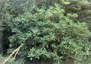 R. oreodoxa at 10,000 ft.