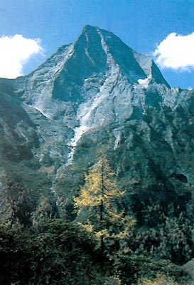 Rhododendron and larch with 18,000 ft. peak.