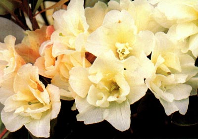 R. 'Creamy Chiffon'