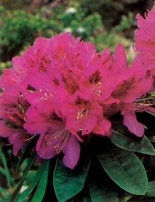 R. 'Whitney Purple'