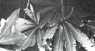 Rhododendron leaf damage from adult root weevil.