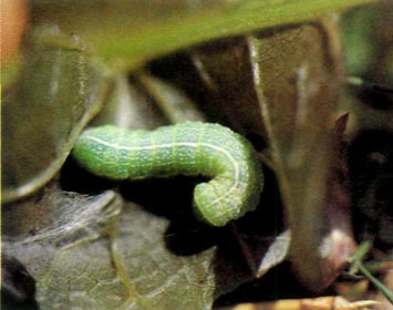 One of the few cutworm genera that
has been positively identified as feeding on rhododendron. This one is Orthosia sp.