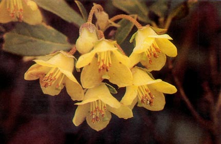 R. brachyanthum var. hypolepidotum