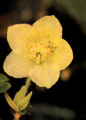 R. lowndesii