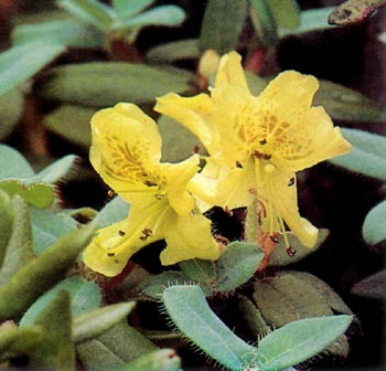 R. lepidostylum