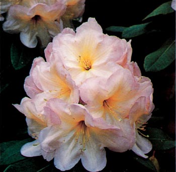 R. 'Moonwax'