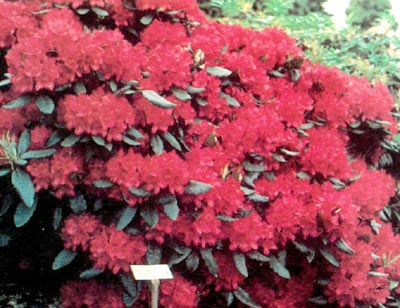 Dense compact growth of 'Feuerschein'
grafted on 'Cunningham White' rootstock.