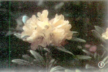 75-549 HA R. yakushimanum x R. scyphocalyx