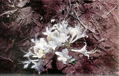 R. occidentale Palomar 106