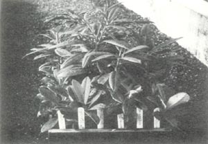 Seedlings ready for transplanting 
into gallon containers