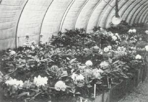 Cold house full of five gallon container
grown plants in bloom in spring.