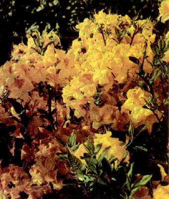 R. 'Goldpracht'