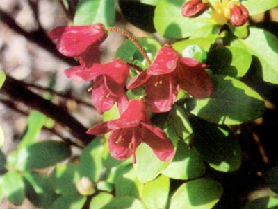 R. campylogynum var. 'Bodnant Red'