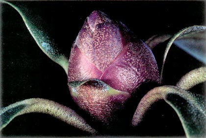 Bud, R. polyandrum