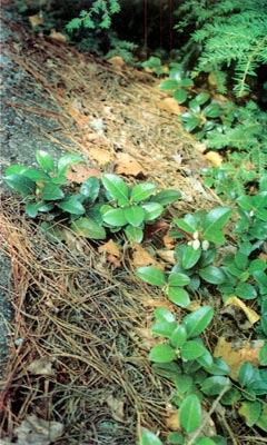 Gaultheria procumbens