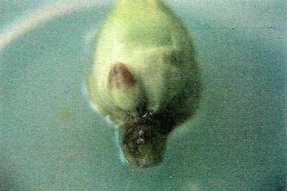 Flower bud with floret exposed