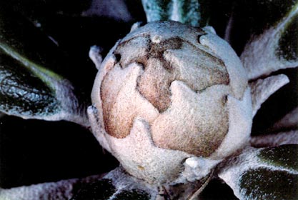 Bud, R. yakushimanum 'White Velvet'