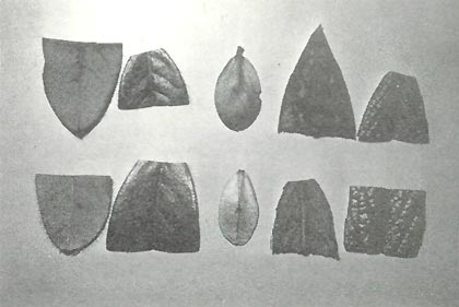 Leaf hardiness samples