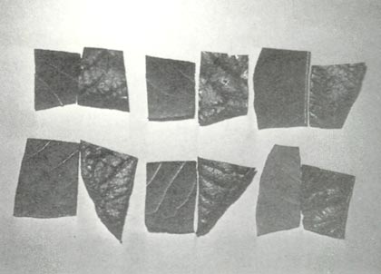 Leaf hardiness samples