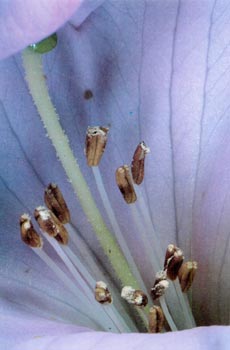 Pistil and stamens, 'Naomi Nautilus'