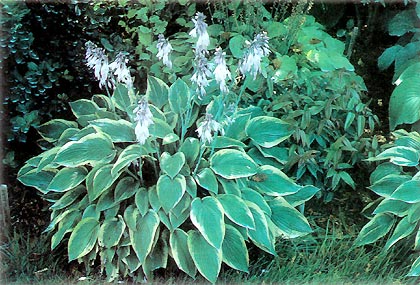 Hosta