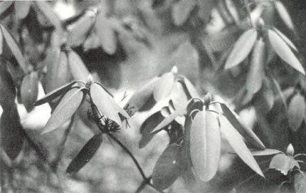 Rhododendron leaves at 45°