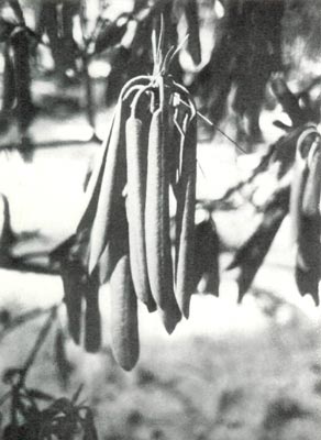 Rhododendron leaves at 25°