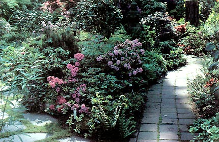 Azaleas and friends along the garden path