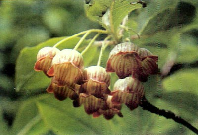 Enkianthus deflexus