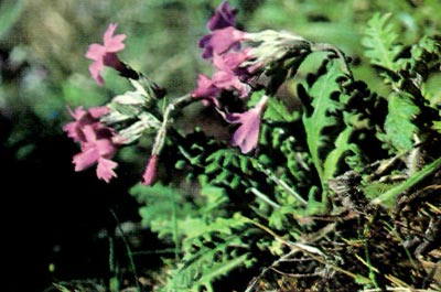 Primula incisa